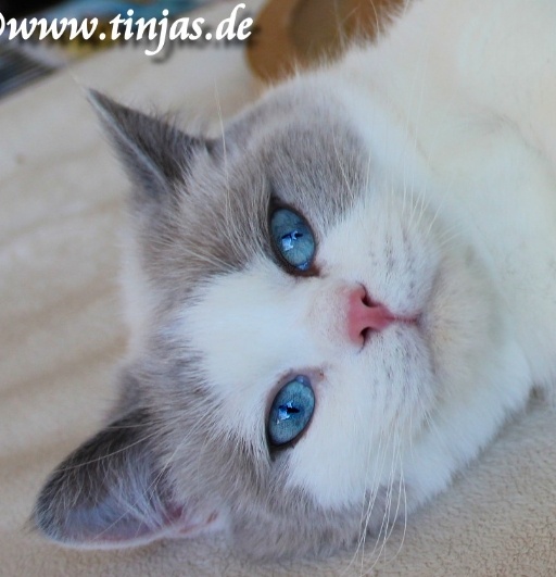 Britisch Kurzhaar Kater 12 Monate
